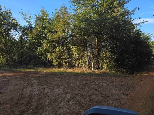 a view of a forest with trees in the background