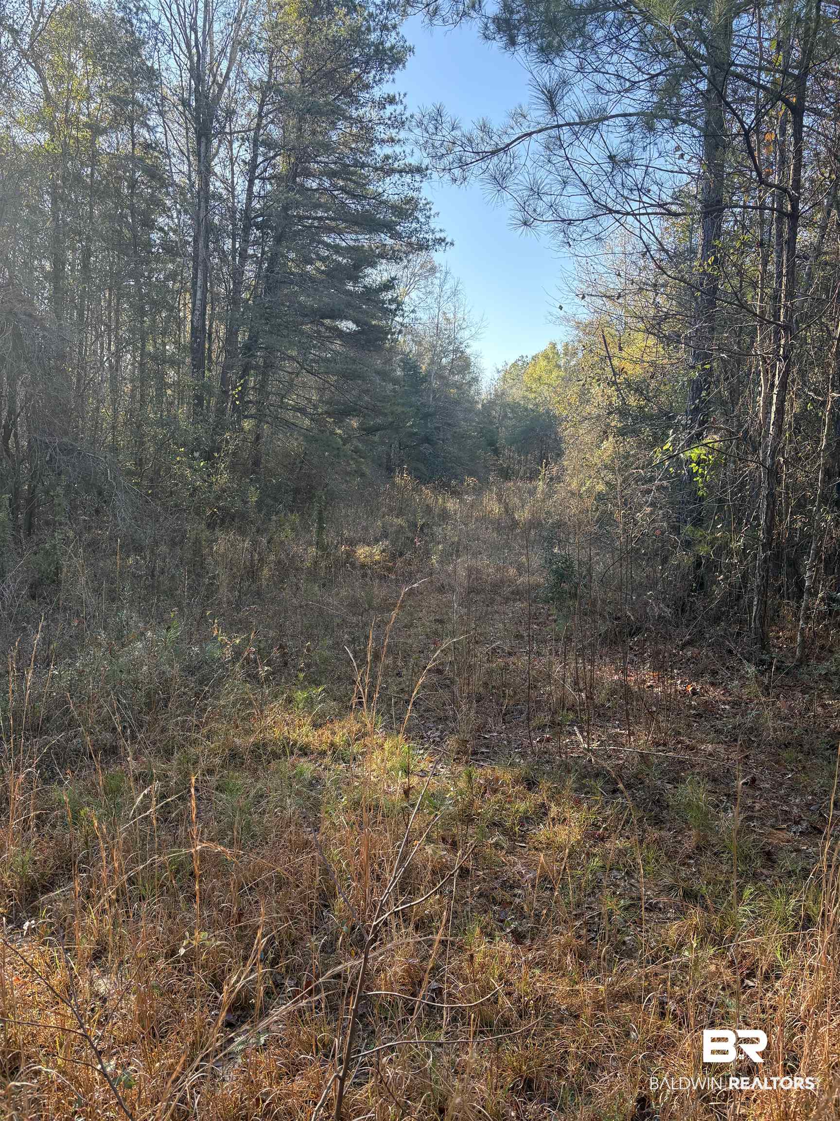 756 Ted Bates Road Evergreen, AL 36401 - Photo 6 of 28 View of local wilderness