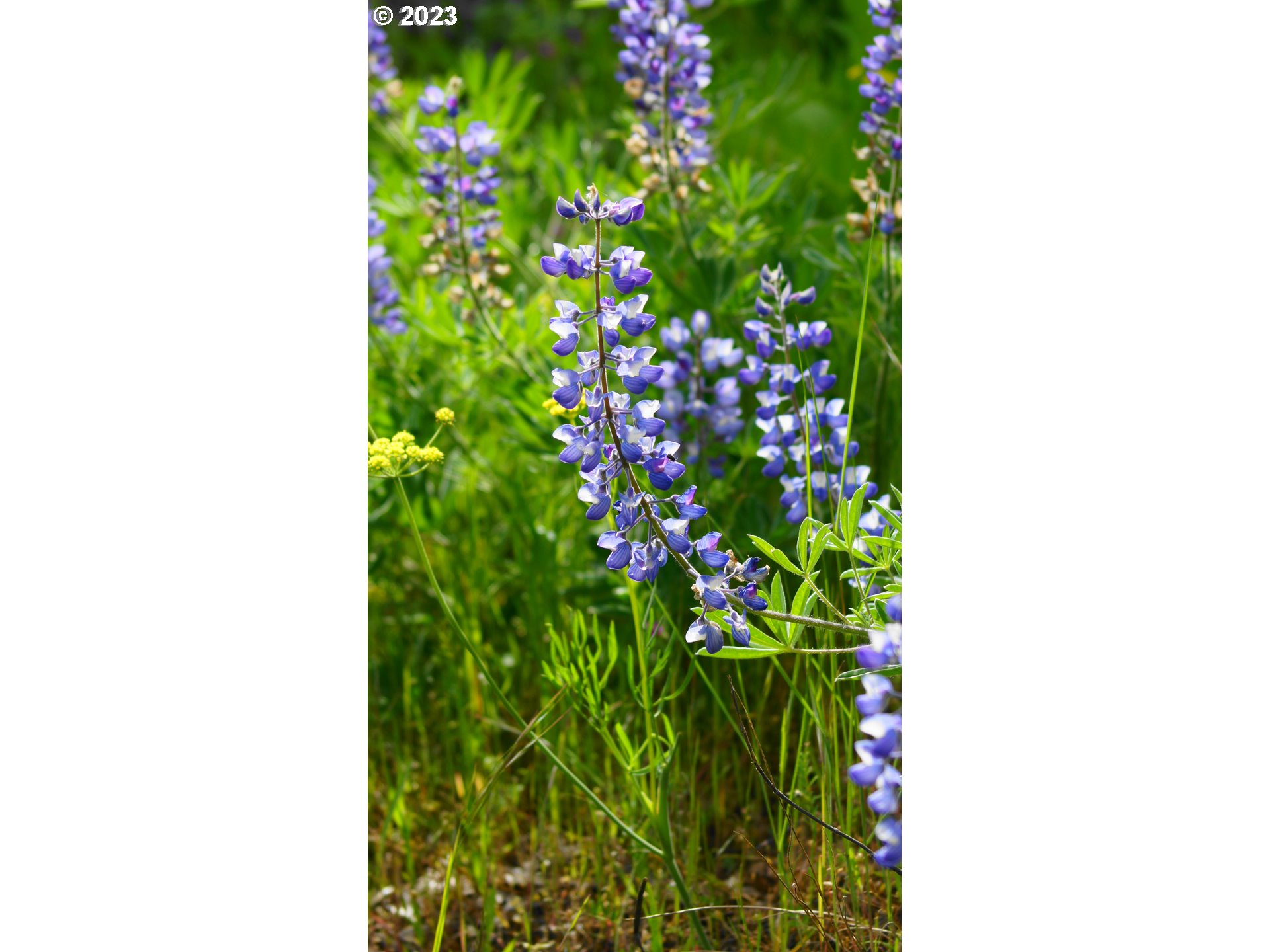 399 McGowan Road Lyle, WA 98635 - Photo 14 of 35 a close up of a window in a room