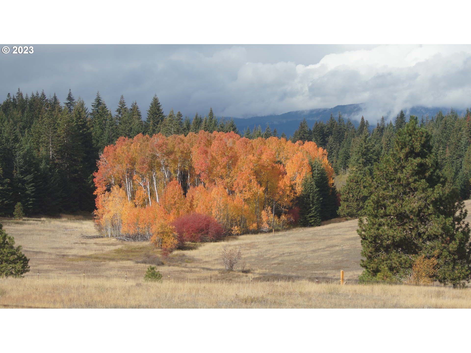 399 McGowan Road Lyle, WA 98635 - Photo 5 of 35 a black and white photo of a field