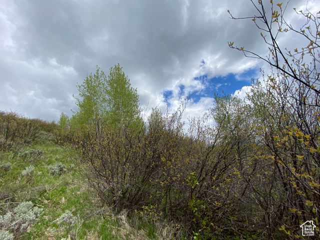 41 Grouse Loop Road, Unit 41 Freedom, WY 83120 - Photo 21 of 33 View of undeveloped land