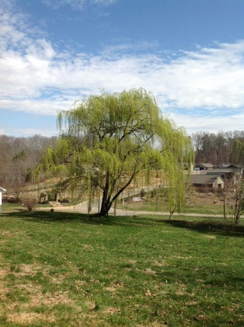 8501 Heiskell Road Powell, TN 37849 - Photo 4 of 17 yard1