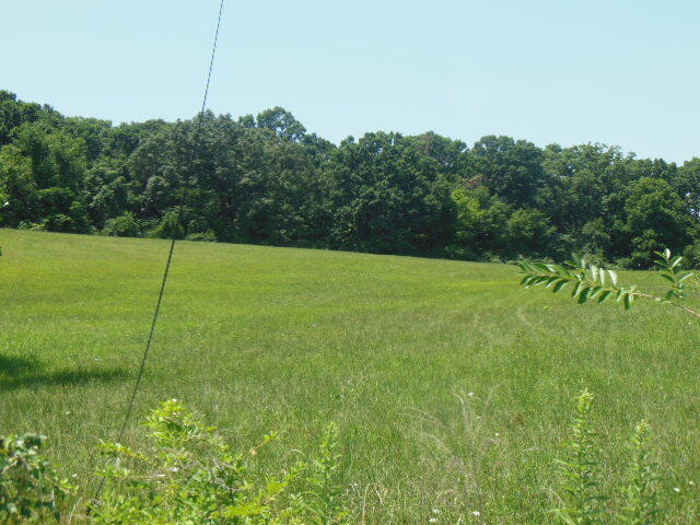 a view of a field with a tree