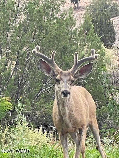 9410 Butler Trail Snowflake, AZ 85937 - Photo 27 of 62 IMG_5447
