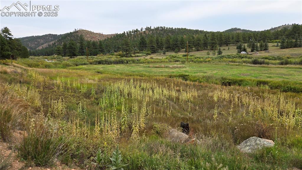 259 Vermillion Road Lake George, CO 80827 - Photo 14 of 46 a view of an outdoor space and a yard