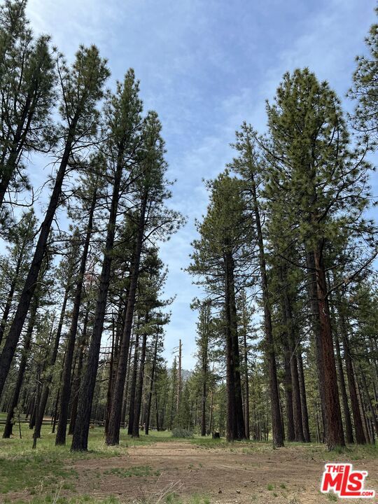0 Jawbone Canyon Road Weldon, CA 93518 - Photo 20 of 23 Tree Line