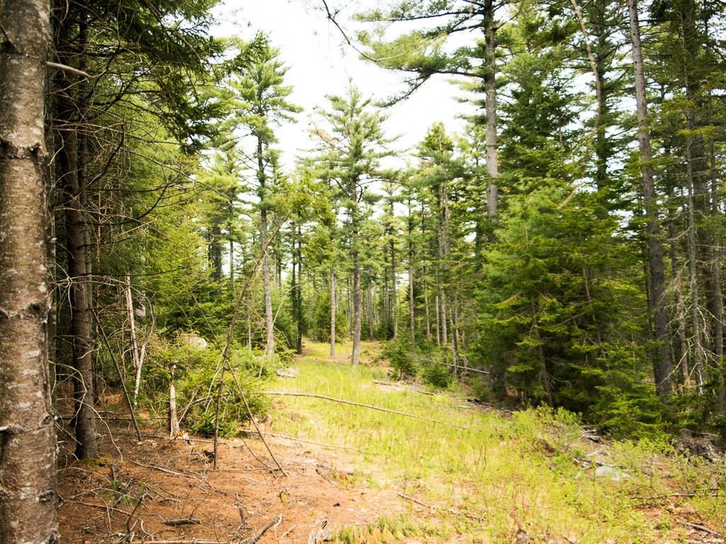 240 Harrington Road Pemaquid, ME 04558 - Photo 15 of 22 The forest showing part of the trail...