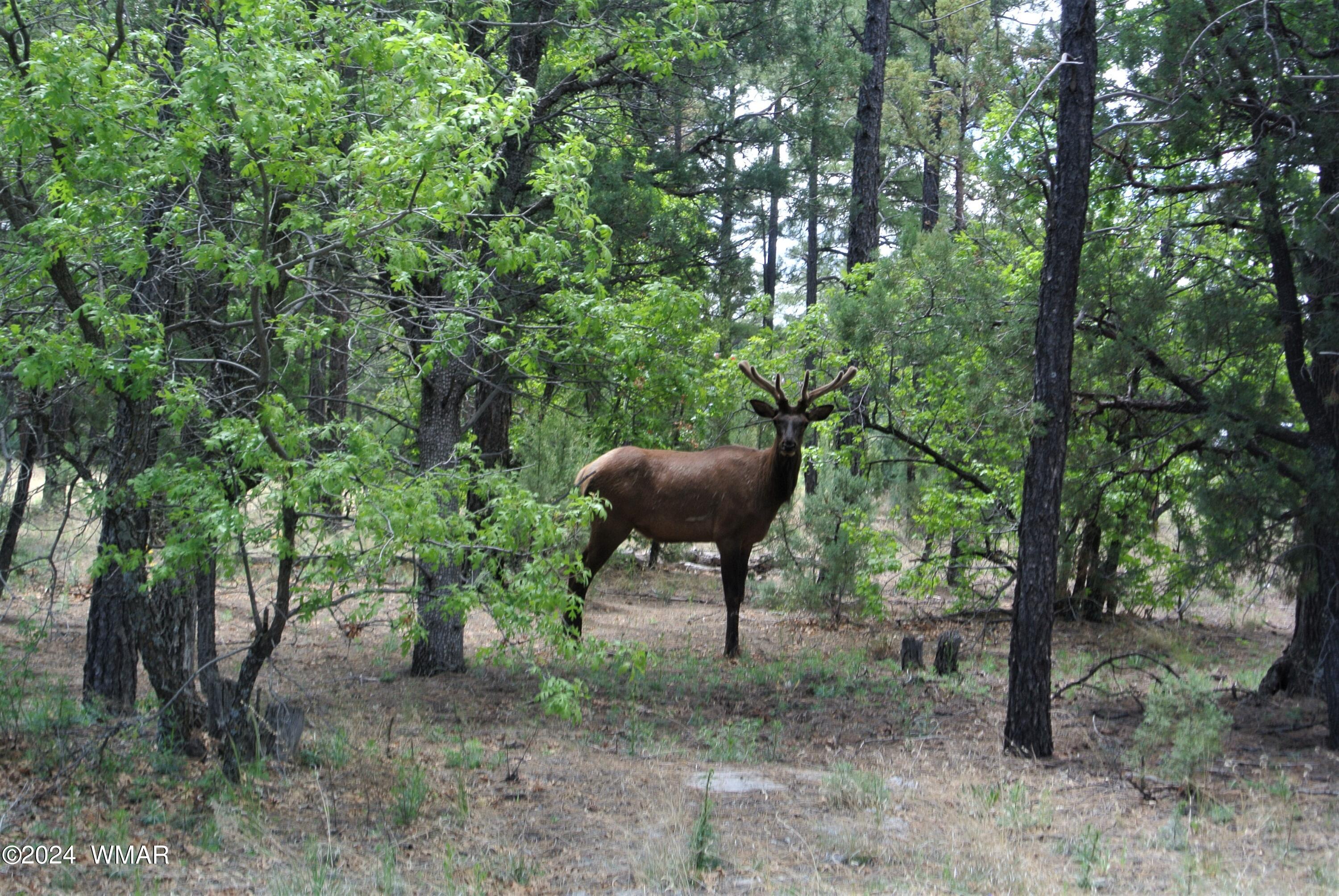 2260 South Snowy Ridge Loop Show Low, AZ 85901 - Photo 6 of 6 Elk