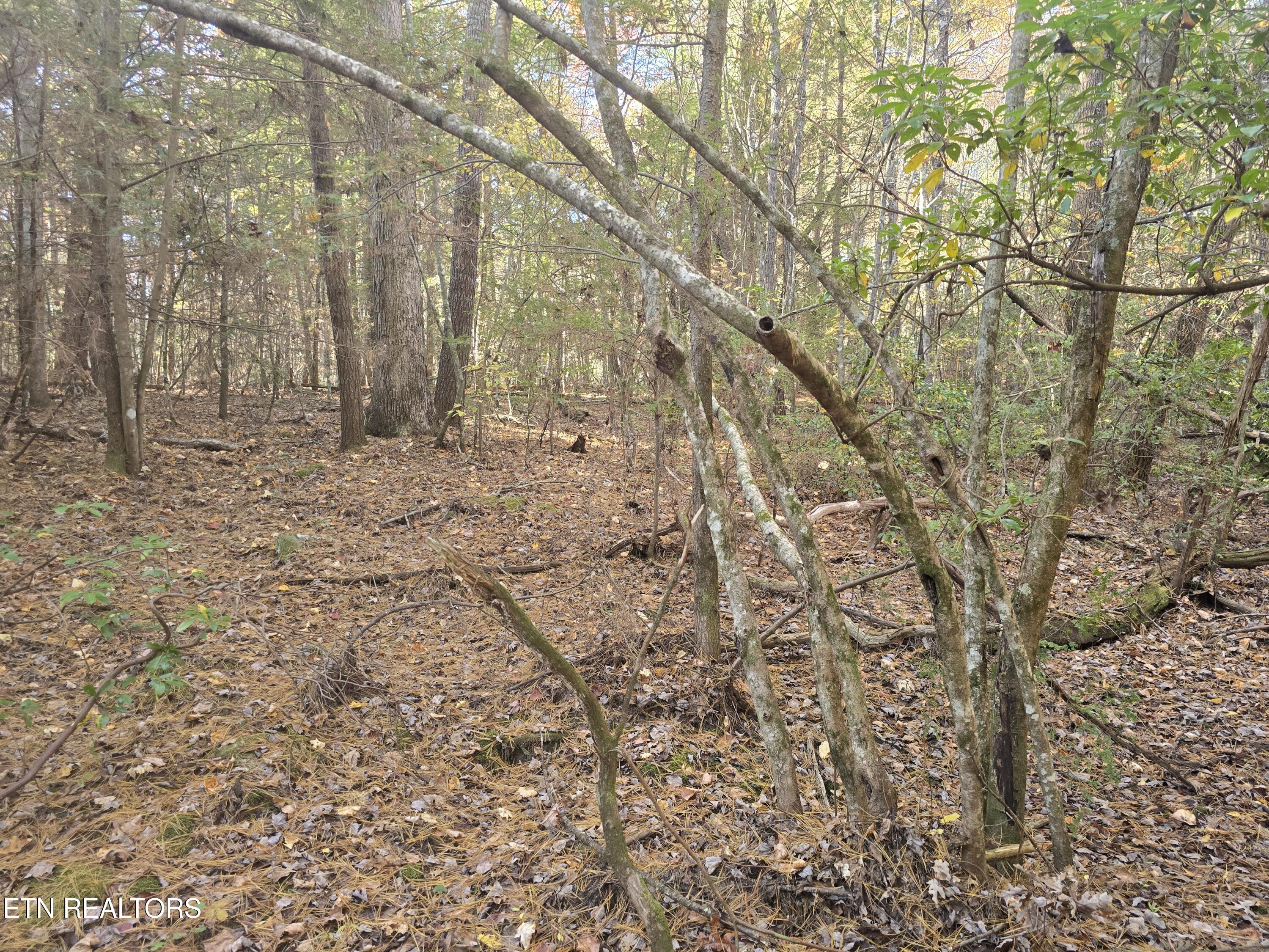 373 Georgee Road Jamestown, TN 38556 - Photo 20 of 30 20251106_140926