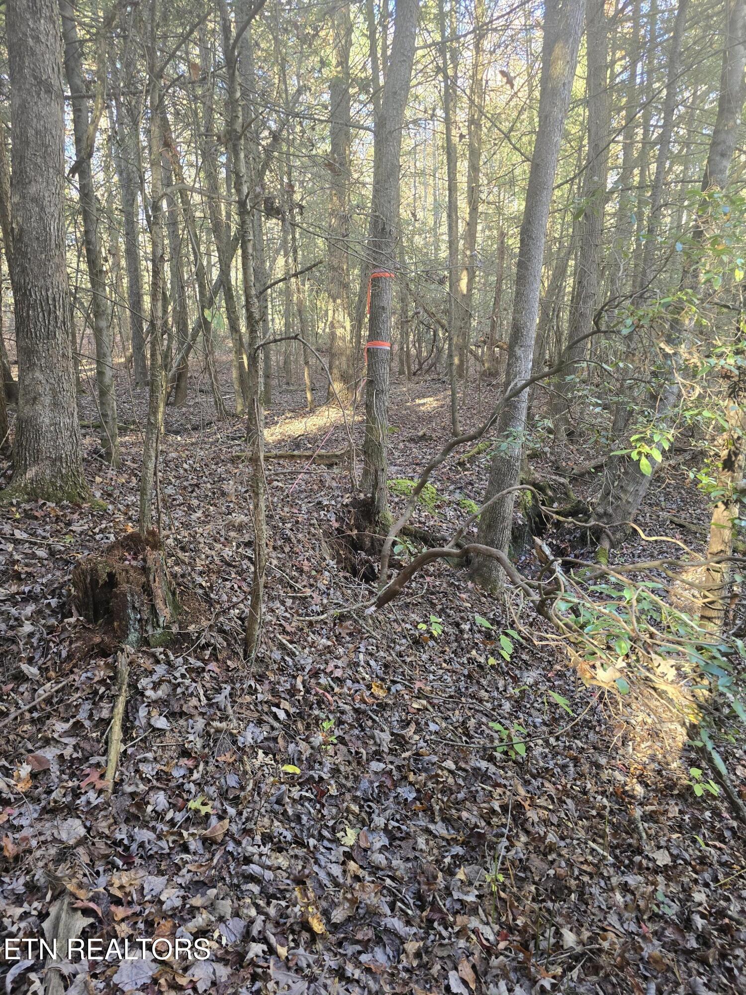 373 Georgee Road Jamestown, TN 38556 - Photo 24 of 30 20251106_141317