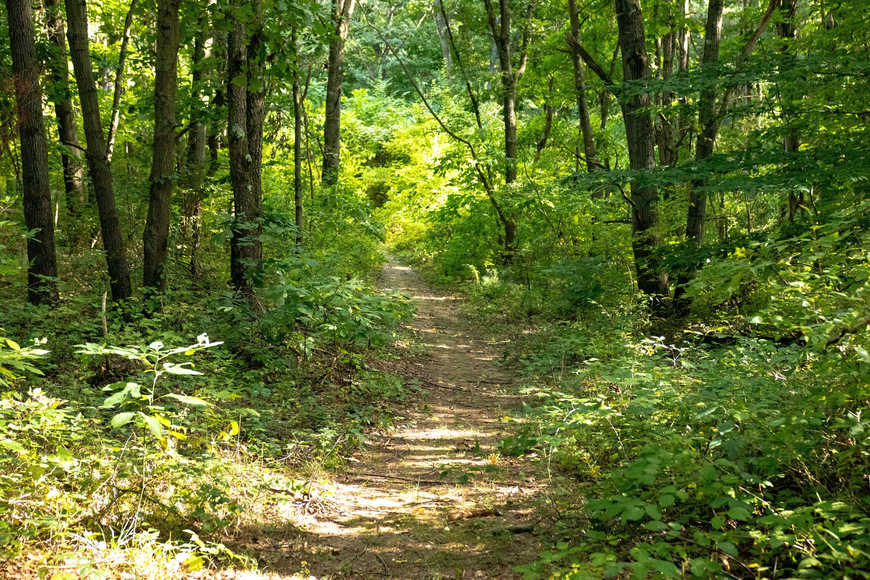 667 Pierce Road Plainwell, MI 49080 - Photo 17 of 25 IMG_1072 (1)