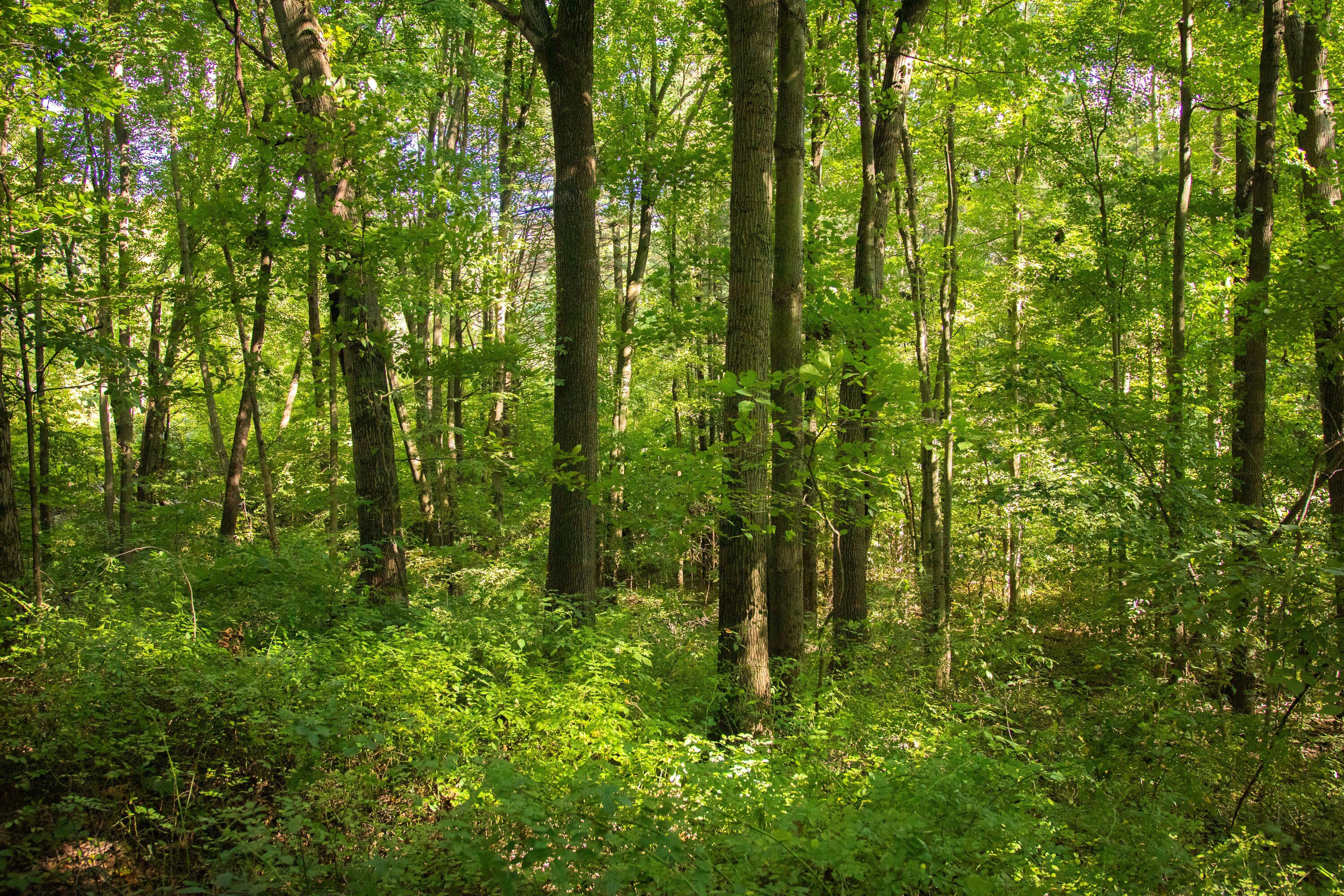 667 Pierce Road Plainwell, MI 49080 - Photo 19 of 25 IMG_1029-1