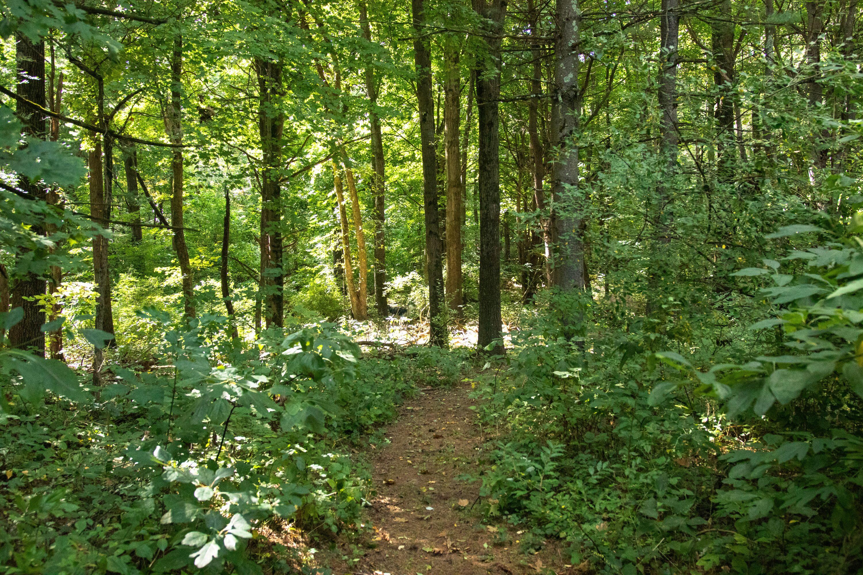 667 Pierce Road Plainwell, MI 49080 - Photo 21 of 25 IMG_1049-1