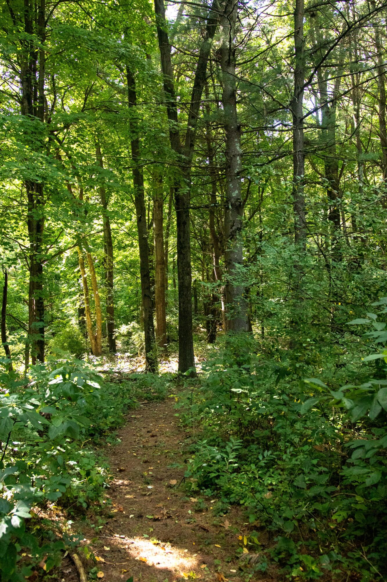 667 Pierce Road Plainwell, MI 49080 - Photo 22 of 25 IMG_1050-1