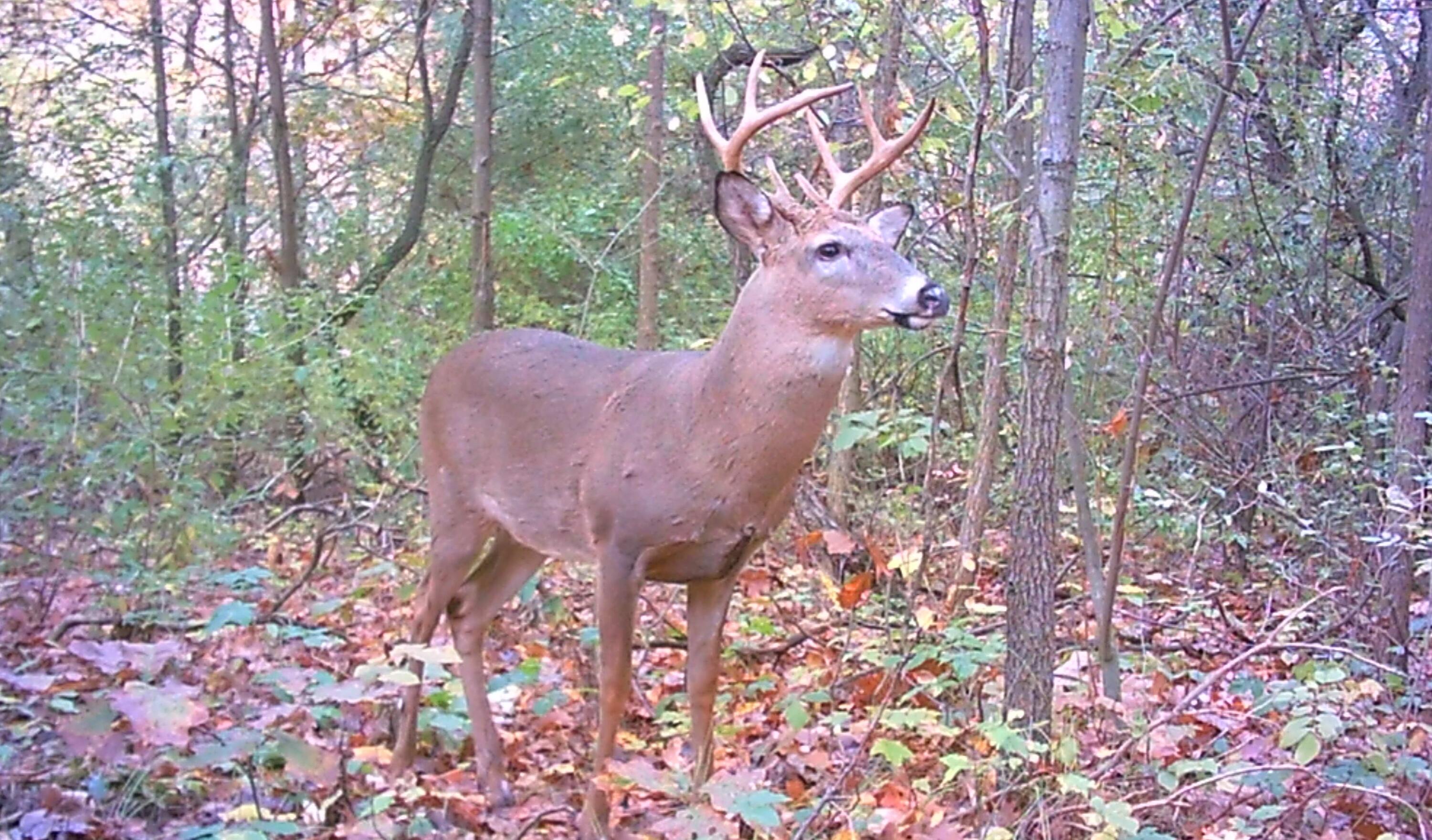 667 Pierce Road Plainwell, MI 49080 - Photo 6 of 25 WLD_0020