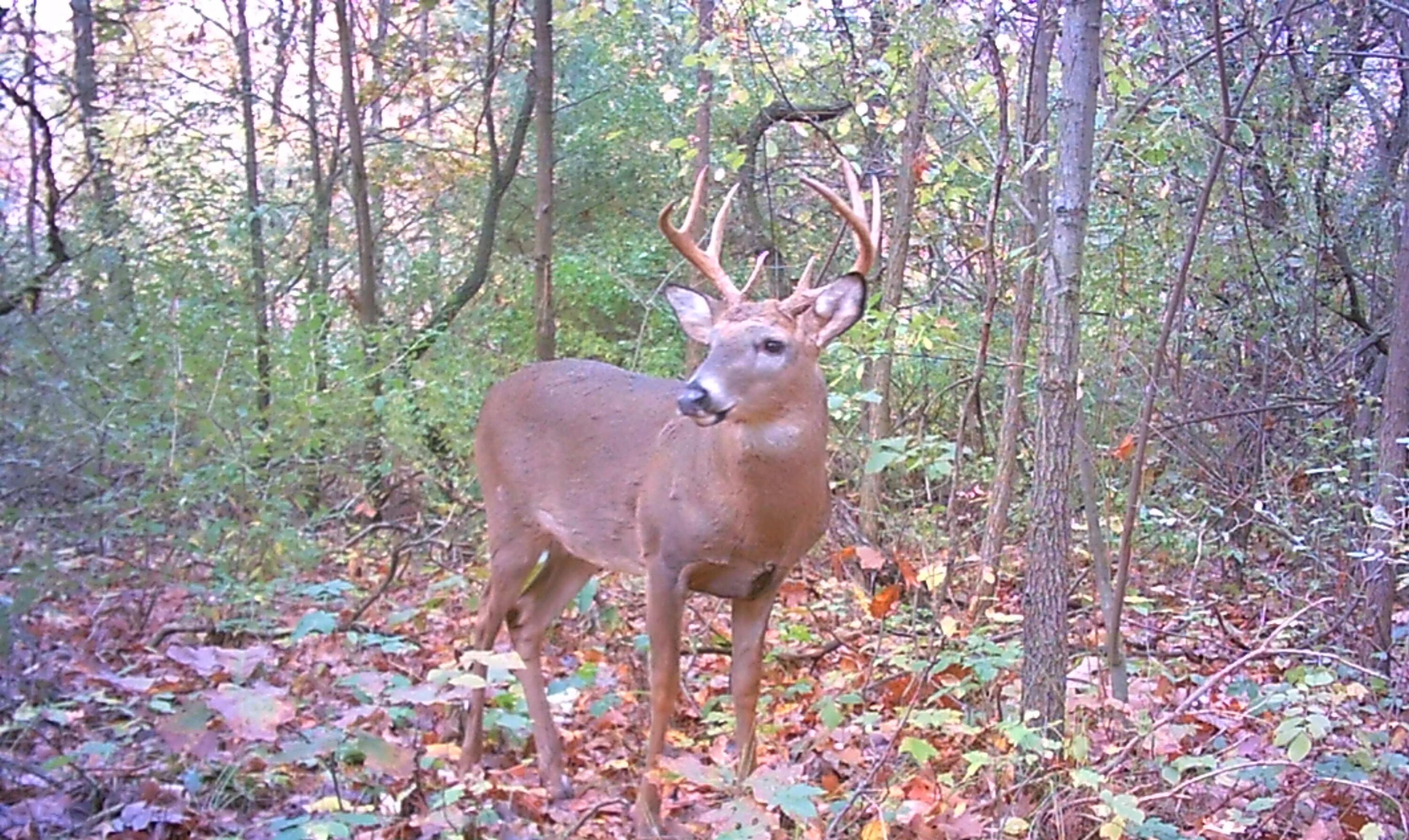 667 Pierce Road Plainwell, MI 49080 - Photo 7 of 25 WLD_0017