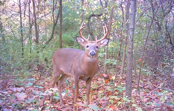 $250,000 | 667 Pierce Road, Plainwell, MI 49080