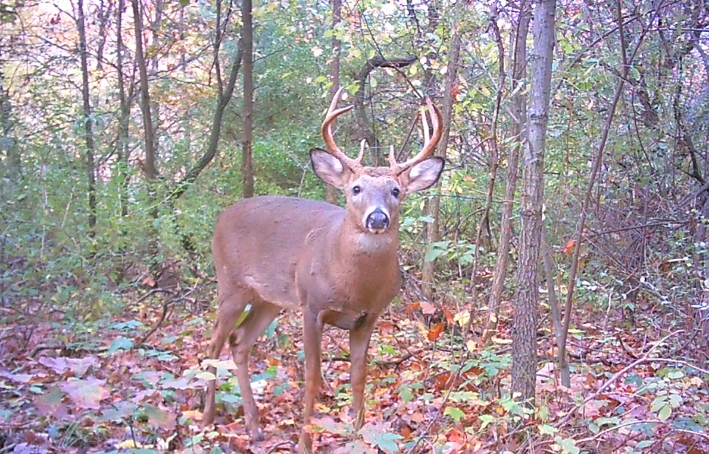 667 Pierce Road Plainwell, MI 49080 - Photo 8 of 25 WLD_0015