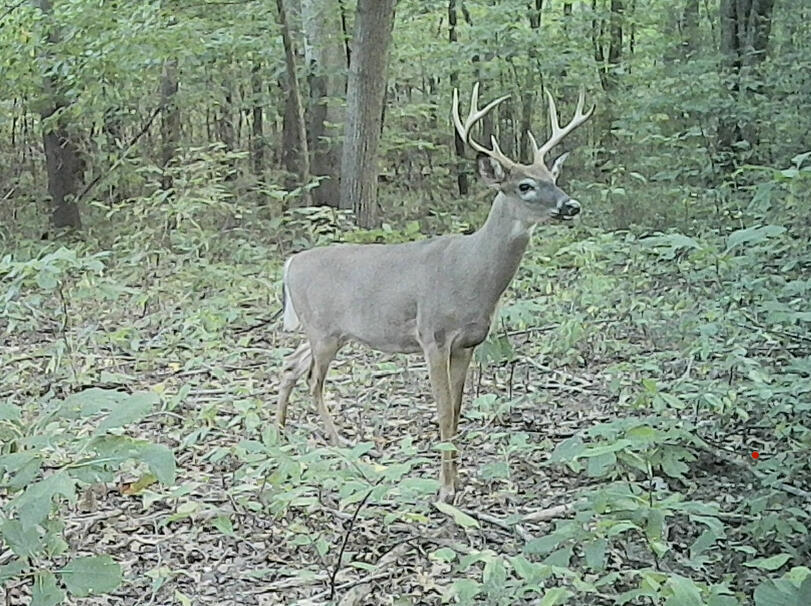 667 Pierce Road Plainwell, MI 49080 - Photo 10 of 25 Deer pic -3