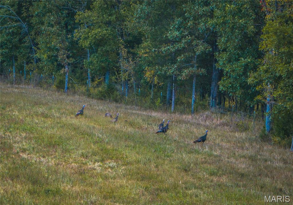 30131 Ranch Lane Richland, MO 65556 - Photo 42 of 44