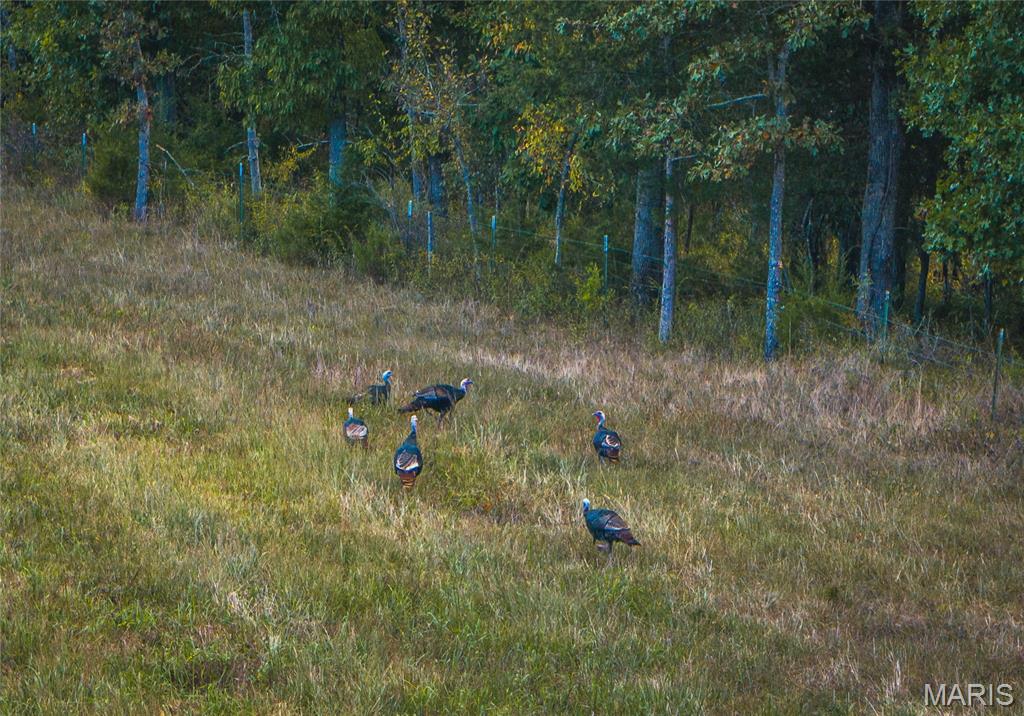 30131 Ranch Lane Richland, MO 65556 - Photo 43 of 44