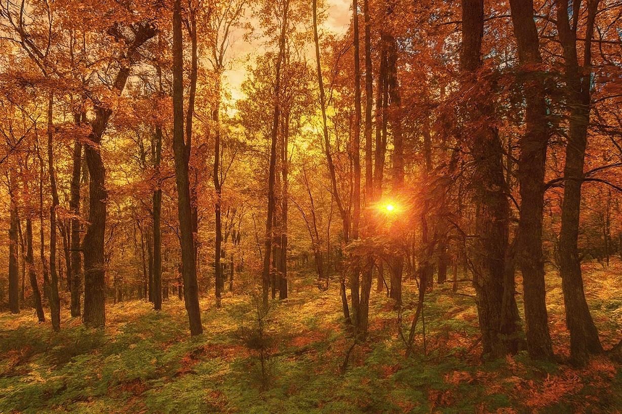 9 Power Line Road Iron River, WI 54847 - Photo 3 of 13 Nature at dusk featuring a view of trees