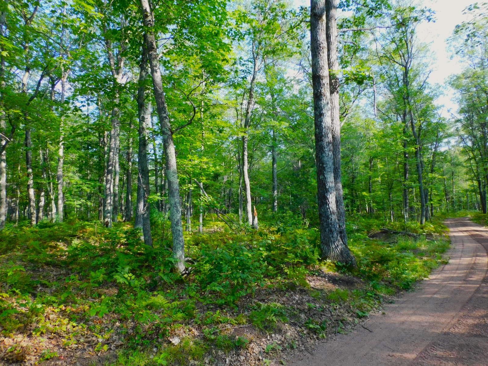 9 Power Line Road Iron River, WI 54847 - Photo 5 of 13 View of tree filled area