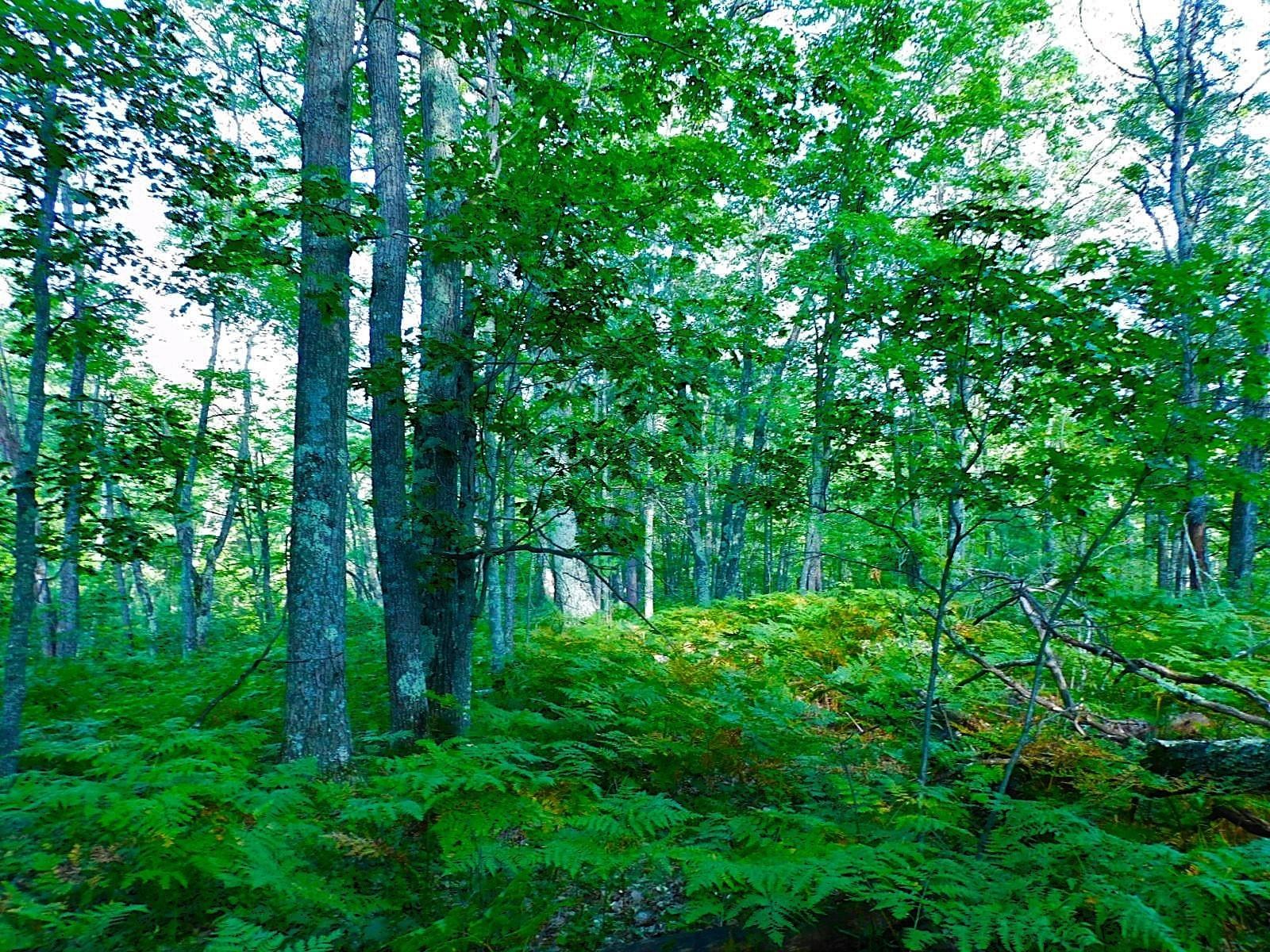 9 Power Line Road Iron River, WI 54847 - Photo 6 of 13 View of tree filled area