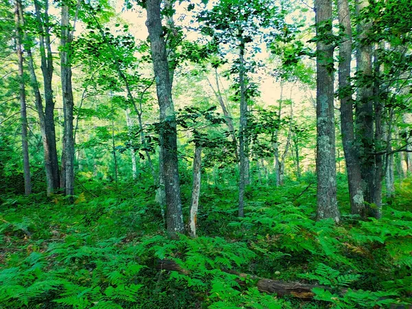 $63,000 | 9 Power Line Road, Iron River, WI 54847