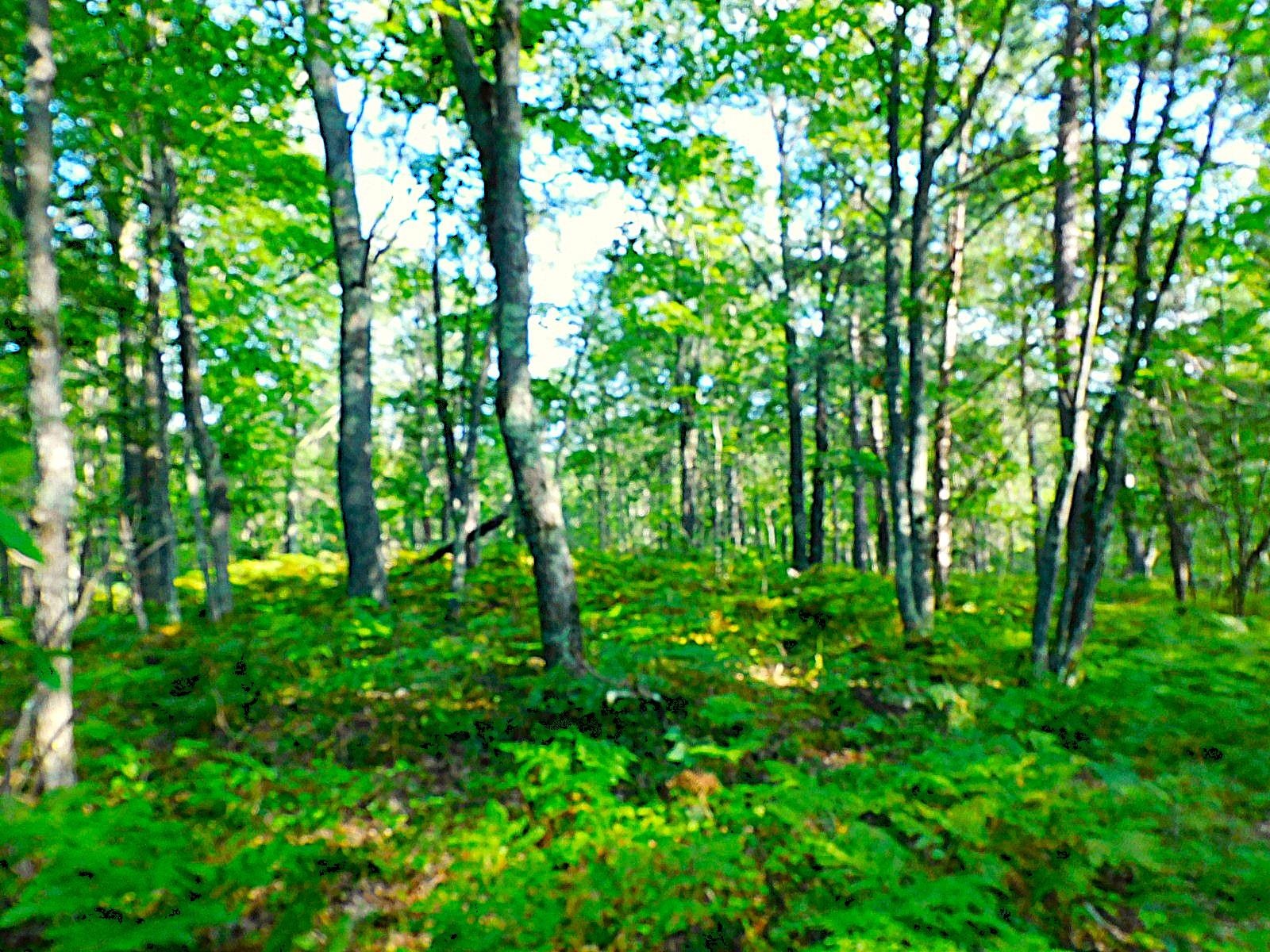 9 Power Line Road Iron River, WI 54847 - Photo 8 of 13 View
