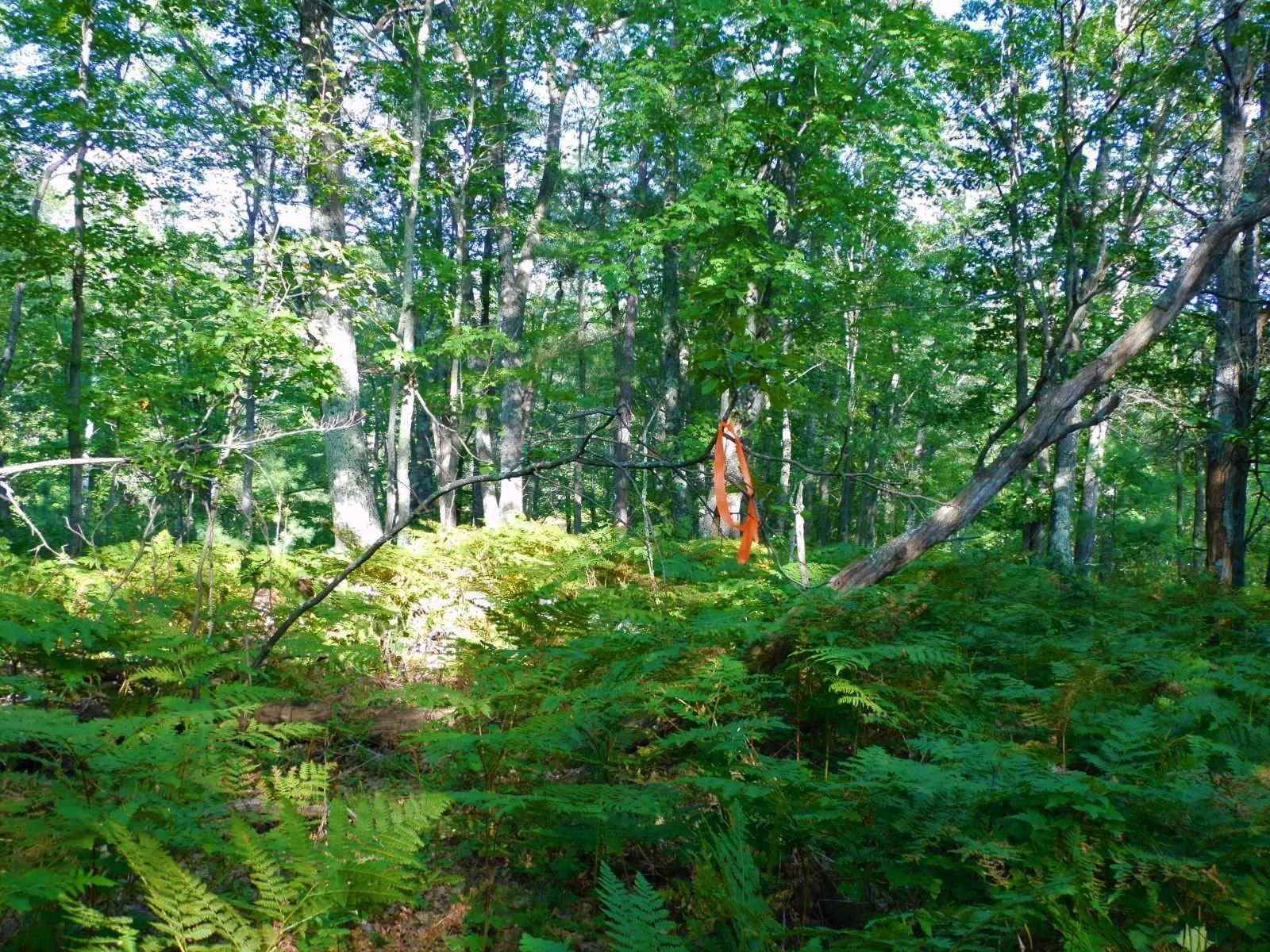 9 Power Line Road Iron River, WI 54847 - Photo 9 of 13