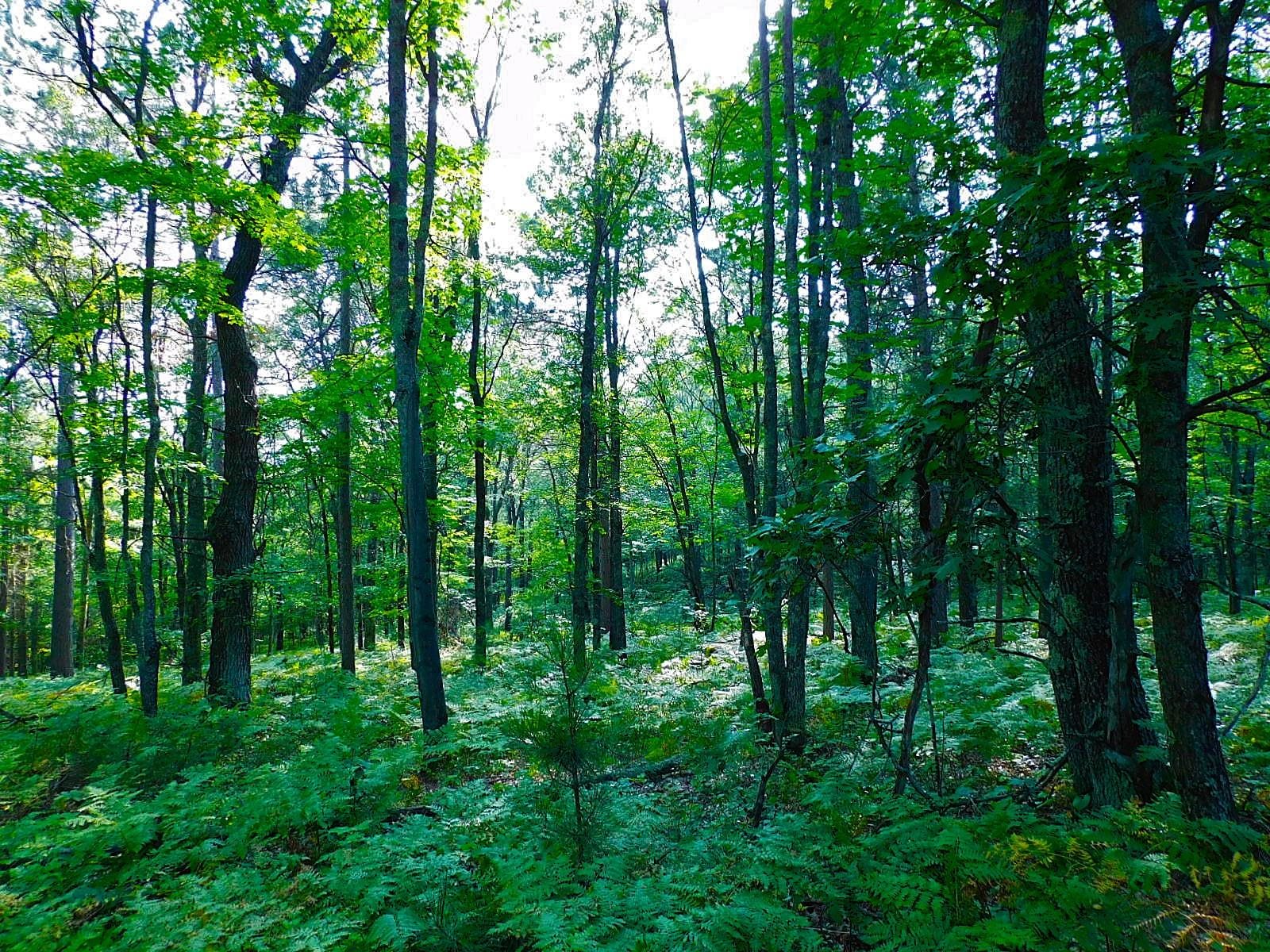 9 Power Line Road Iron River, WI 54847 - Photo 10 of 13 View of landscape