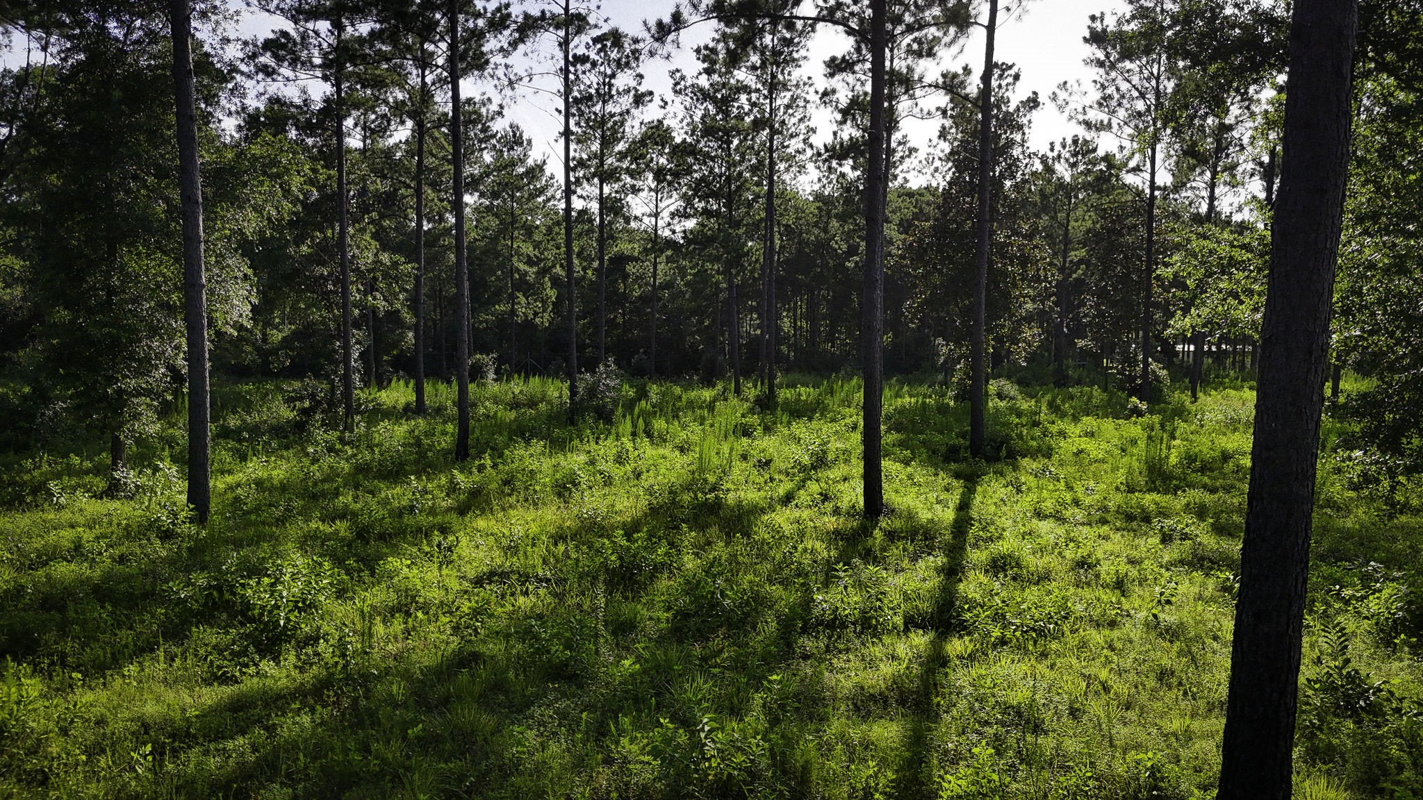 Tbd Lot 5 Tbd Road Livingston, TX 77351 - Photo 21 of 24 Gallery Image 21
