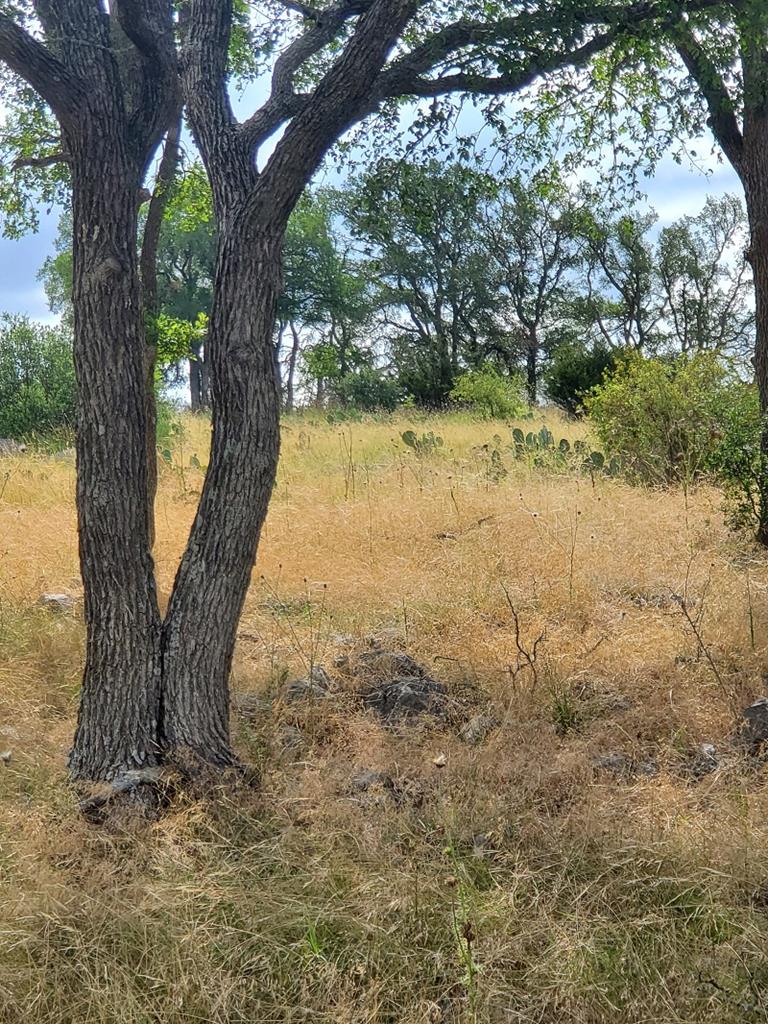 98 Axis Circle, Unit 98 Fredericksburg, TX 78624 - Photo 26 of 33 a view of a yard with a tree