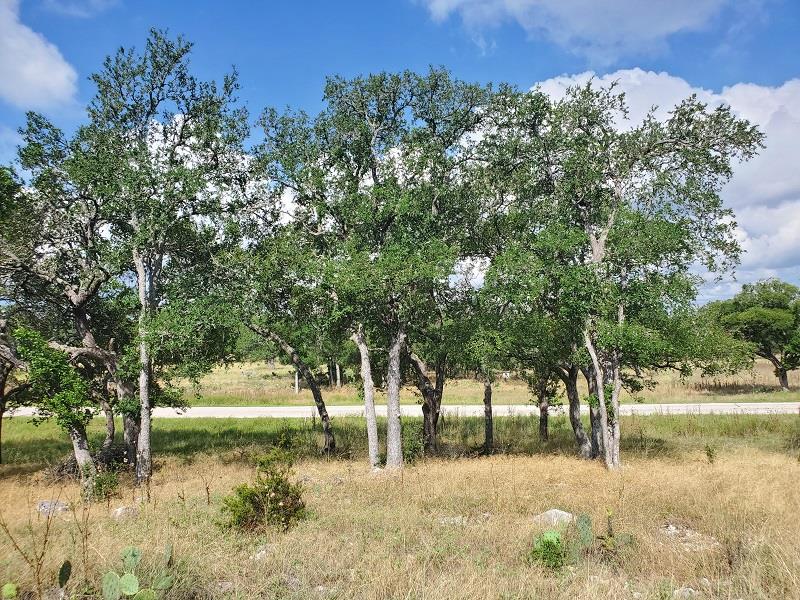 98 Axis Circle, Unit 98 Fredericksburg, TX 78624 - Photo 10 of 33 a view of a yard with a tree