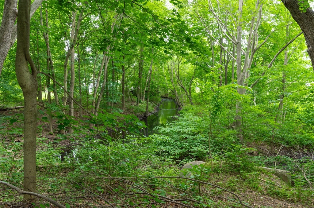 63 Adams Street Danvers, MA 01923 - Photo 11 of 42 a view of a lush green forest