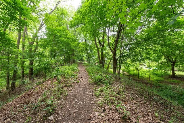 a view of a garden with plants