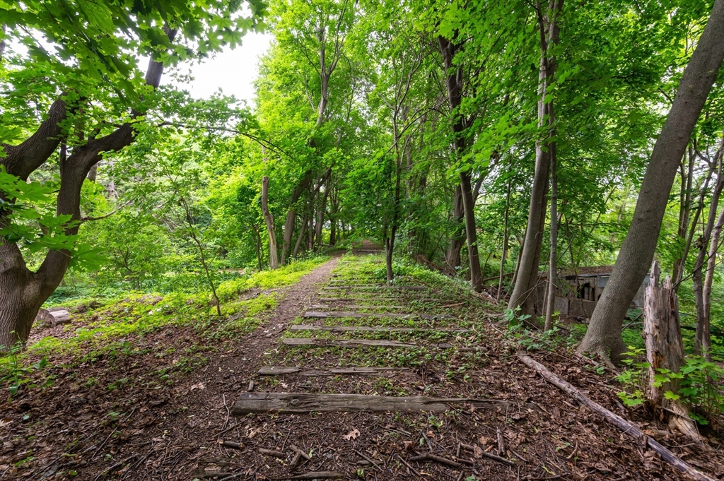 63 Adams Street Danvers, MA 01923 - Photo 8 of 42 a view of a forest with trees