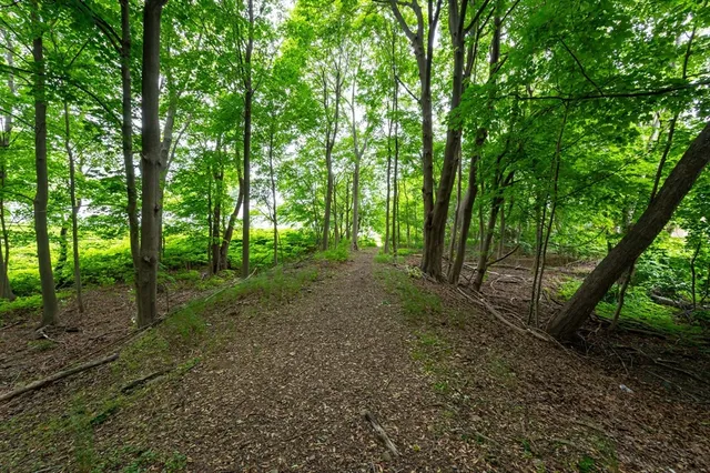 a view of a forest with trees in the background