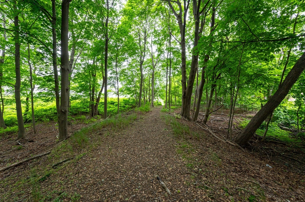 63 Adams Street Danvers, MA 01923 - Photo 10 of 42 a view of a forest with trees in the background
