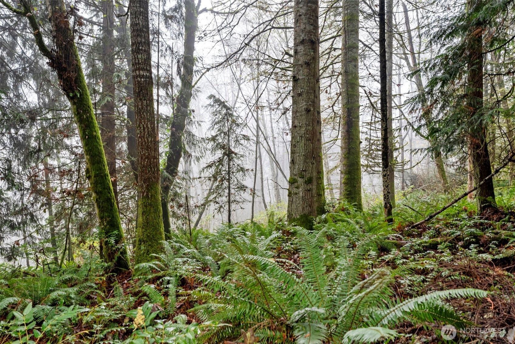 205 Newt Estates Road Longview, WA 98632 - Photo 11 of 22 a backyard of a house with lots of green space