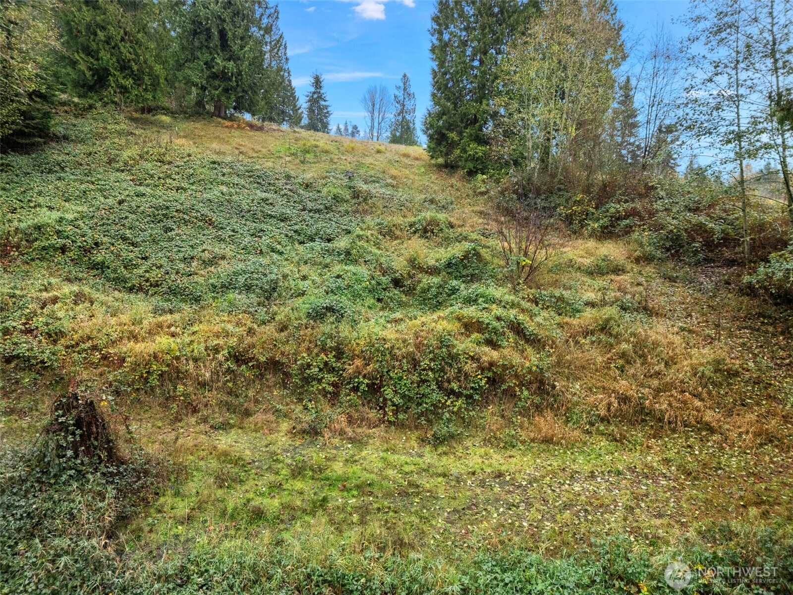 205 Newt Estates Road Longview, WA 98632 - Photo 12 of 22 a view of a yard with a tree