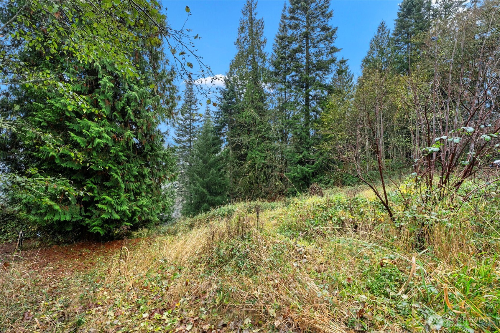 205 Newt Estates Road Longview, WA 98632 - Photo 13 of 22 a view of a yard with plants and a trees