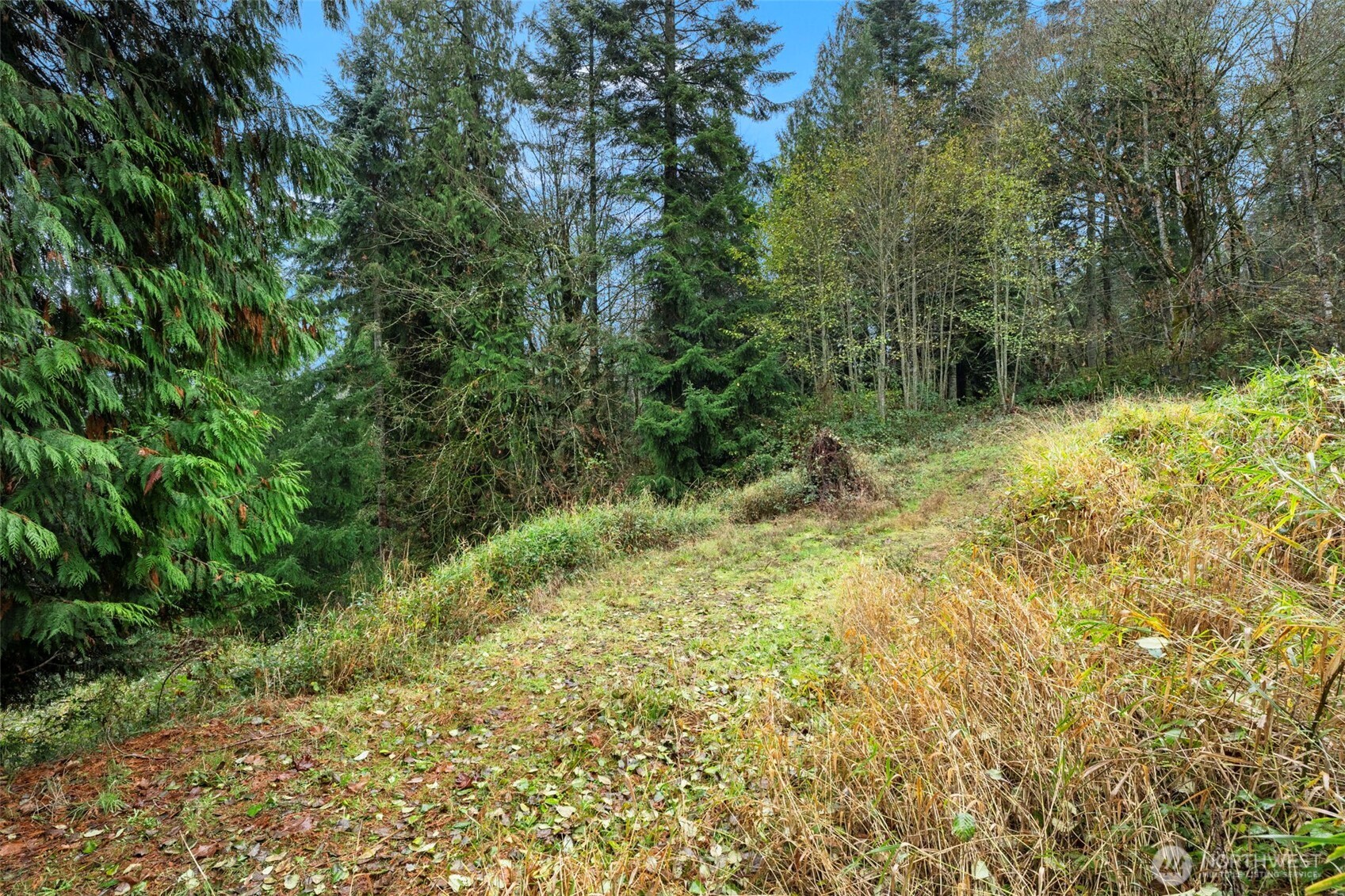 205 Newt Estates Road Longview, WA 98632 - Photo 14 of 22 a view of a yard with plants and large trees