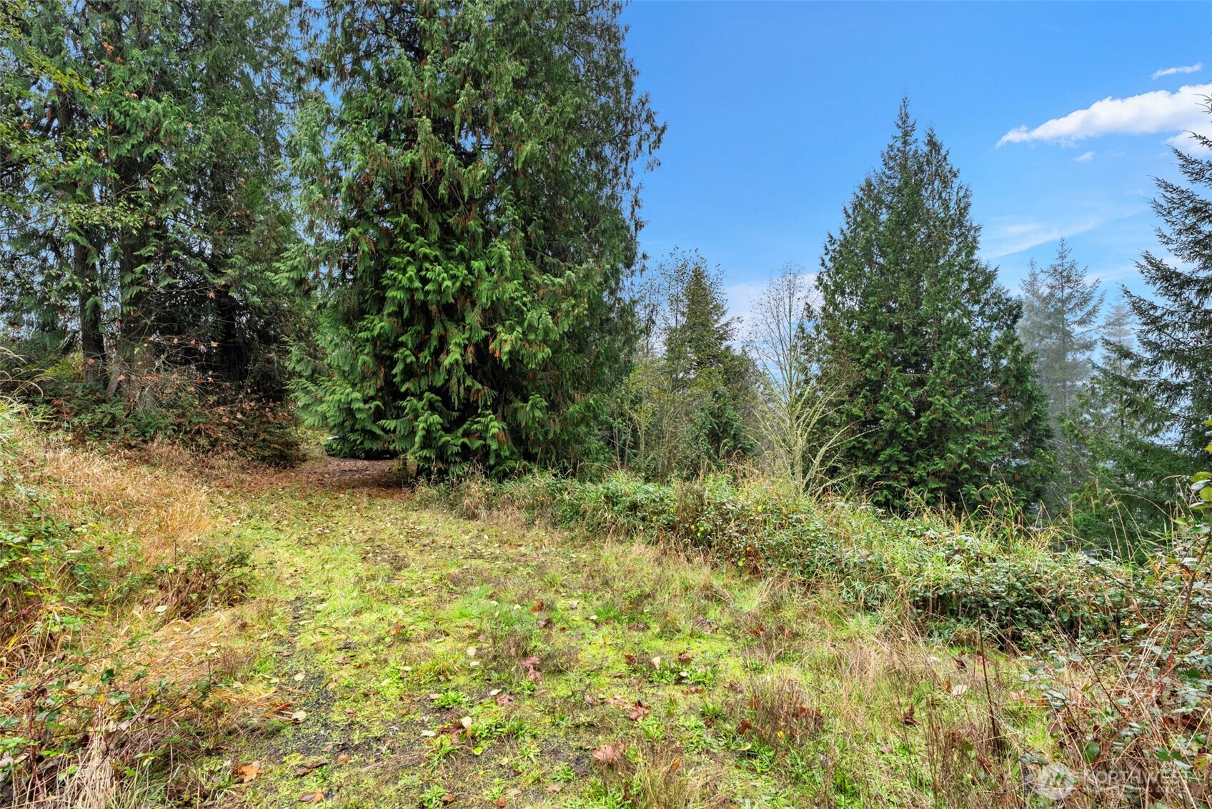 205 Newt Estates Road Longview, WA 98632 - Photo 16 of 22 a view of a yard with a tree
