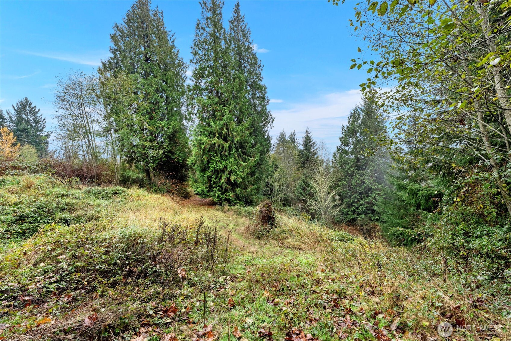205 Newt Estates Road Longview, WA 98632 - Photo 18 of 22 a view of a yard with plants and a tree