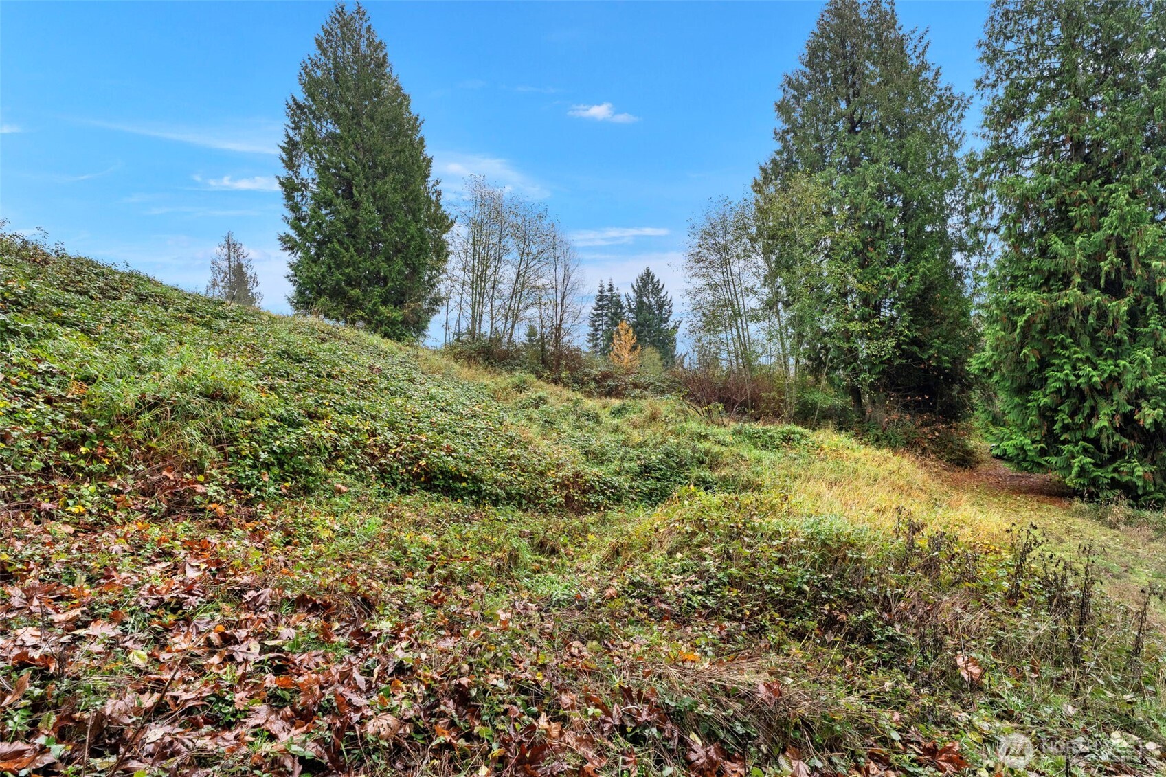 205 Newt Estates Road Longview, WA 98632 - Photo 19 of 22 a view of a yard with plants and a trees
