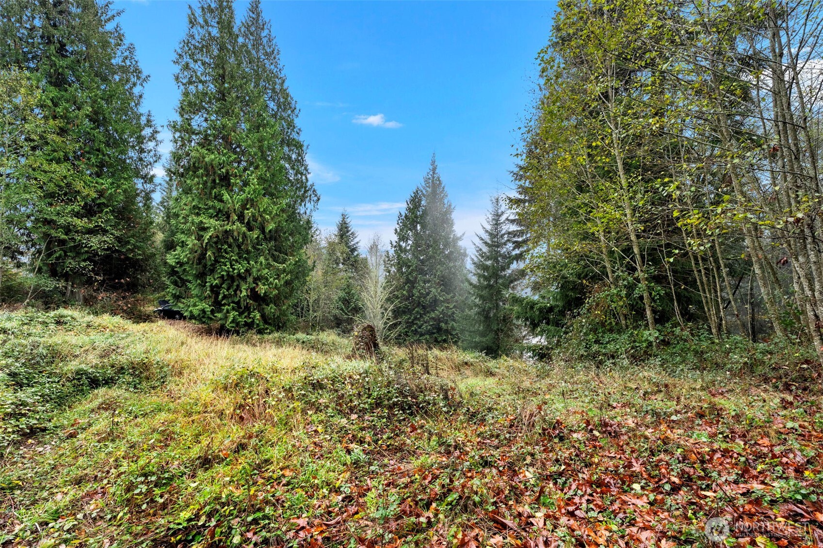 205 Newt Estates Road Longview, WA 98632 - Photo 20 of 22 a view of a yard with plants and a trees
