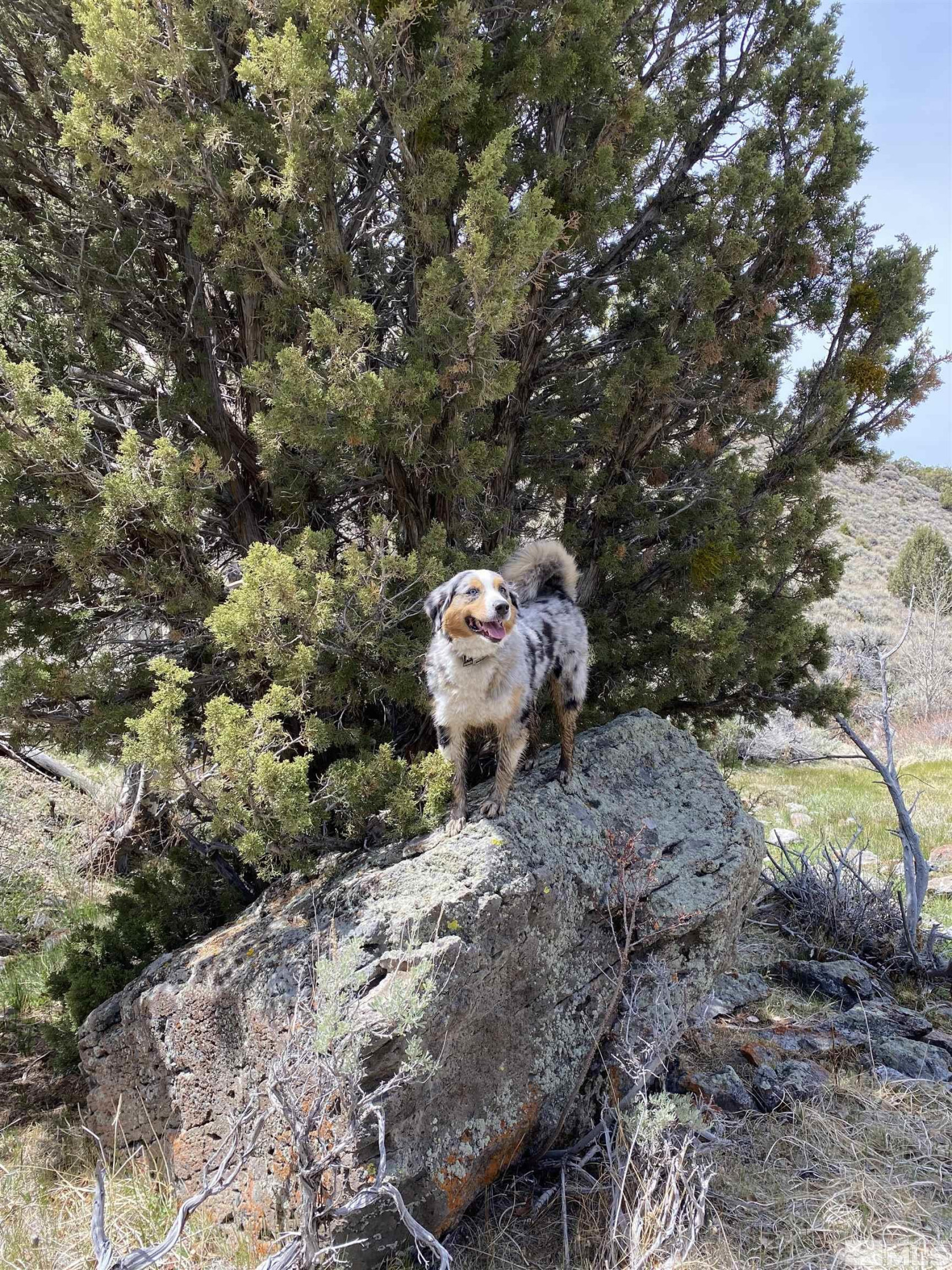0 Pah Rah Springs Road Reno, NV 89510 - Photo 2 of 28 a small pool with a tree