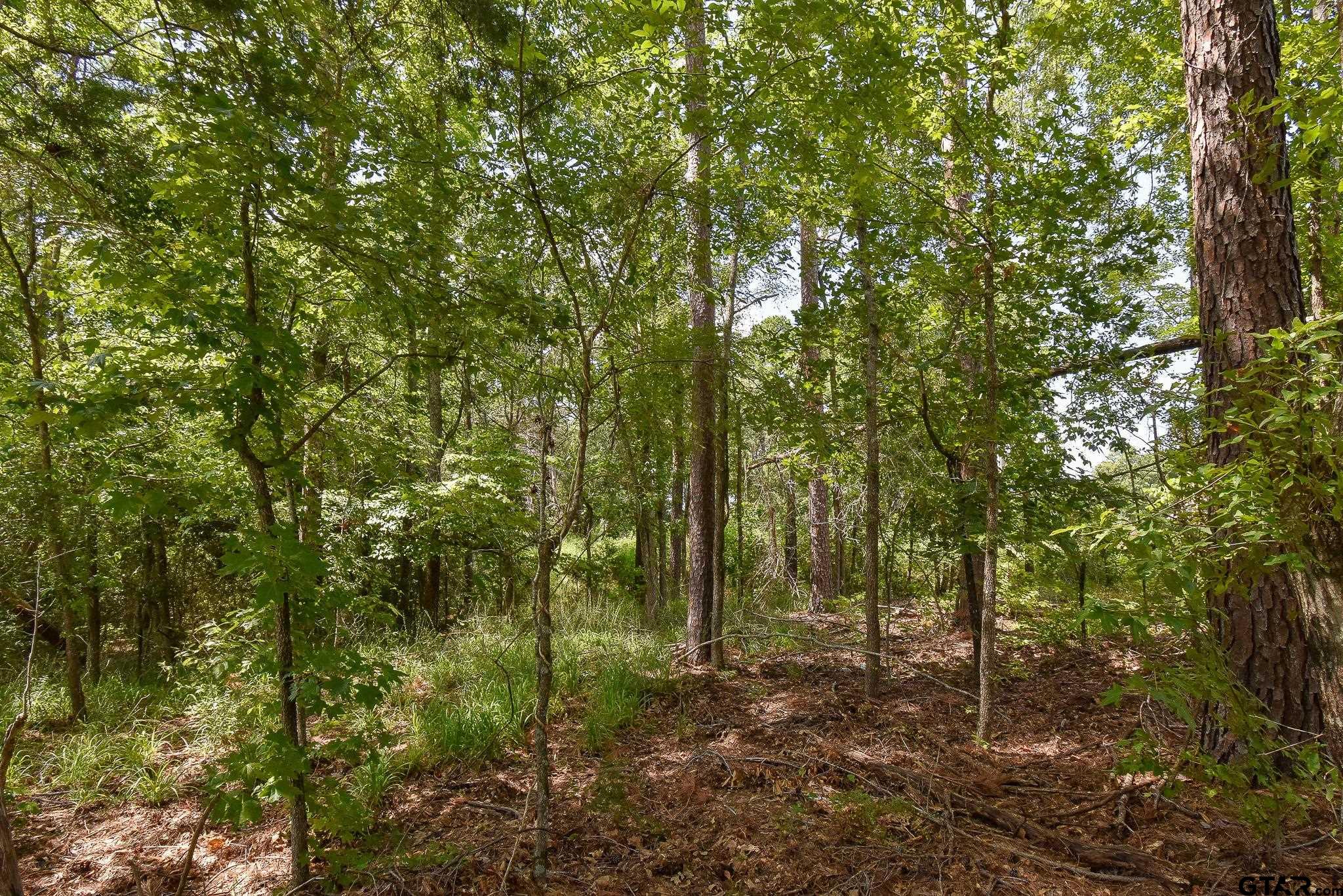 7933 Maple Lane Tyler, TX 75703 - Photo 5 of 10 a view of a forest with trees in the background